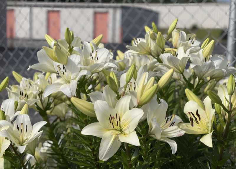 Flowers planted in front of the well-maintained grounds at Ryder Mini Storage in Anderson SC